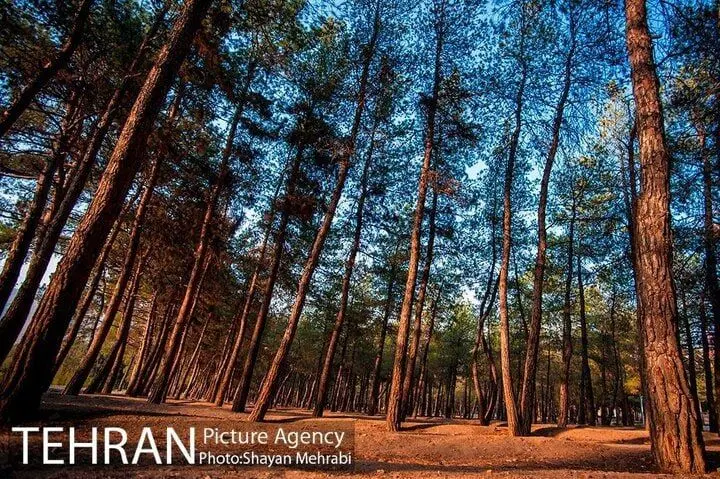 بوستان جنگلی چیتگر از درختان آفت‌زده پاکسازی می‌شود