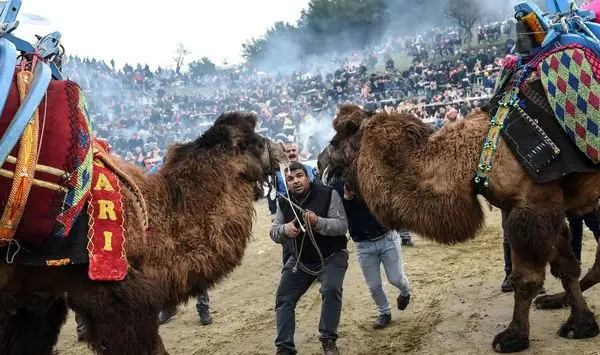کشتی گرفتن شترها در ترکیه! + عکس