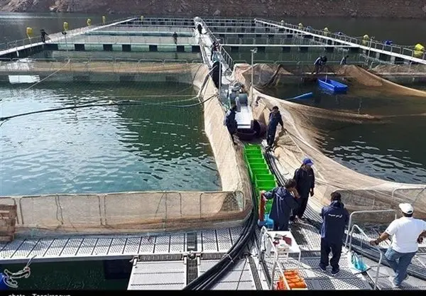 رشد 28 درصدی پرداخت تسهیلات آبزی پروری توسط بانک کشاورزی در سال 1398
