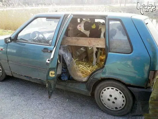 ترکیب خلاقیت و دیوانگی را در این عکس‌ها ببینید+تصاویر