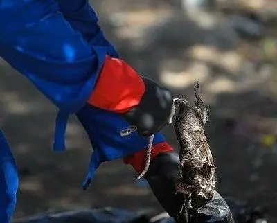 به دنبال ریشه کنی موش ها نیستیم