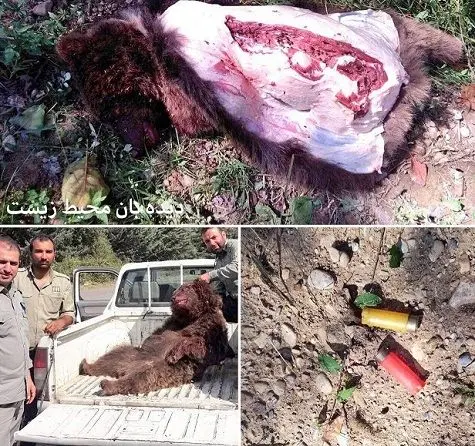 دستگیری چند نفر در حال تکه کردن این خرس برای کباب!+عکس