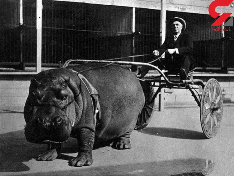  عجیب ترین وسیله نقلیه نادر در جهان+عکس 