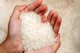 رد ادعای عرضه قطره‌چکانی برنج وارداتی