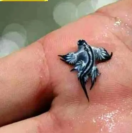 ریزترین اژدهای دریایی در اقیانوس ها+عکس