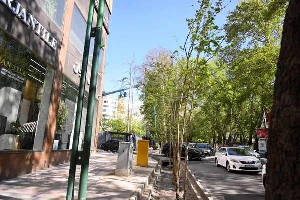 سرسبزی خیابان ولیعصر (عج) با جوانهزنی چنارهای جوان منطقه یک