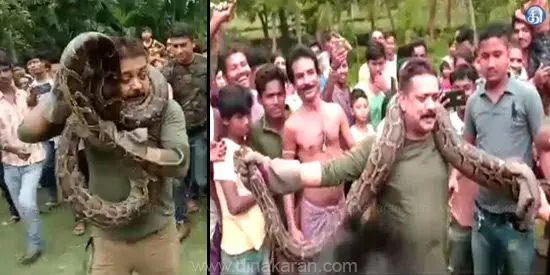 لحظه وحشتناک پیچیدن مار پیتون به دور گردن جنگلبان! + عکس