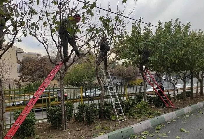 درختان منطقه2 آماده خواب زمستانی شد

