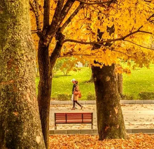 برپایی جشنواره سمفونی پاییز در بوستان و معابر پرتردد  منطقه سه

