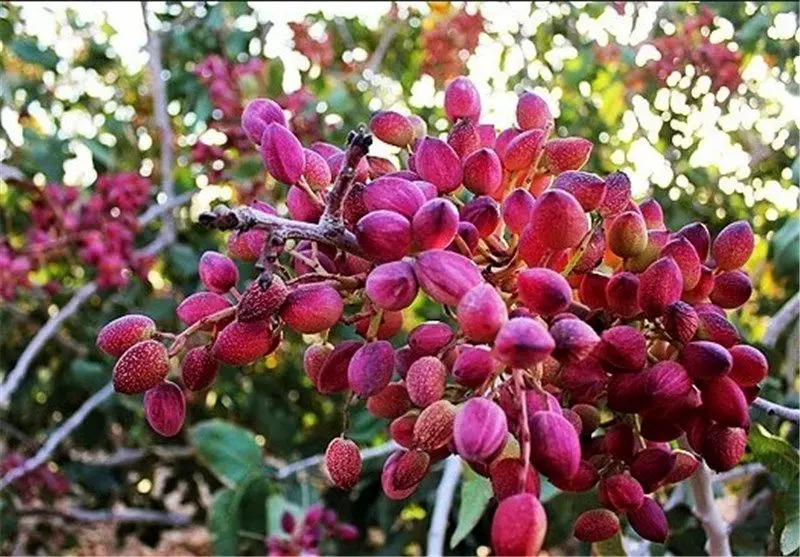 معرفی پسته دامغان و صنعت چرم در «ایران» هیسپان تی‌وی 