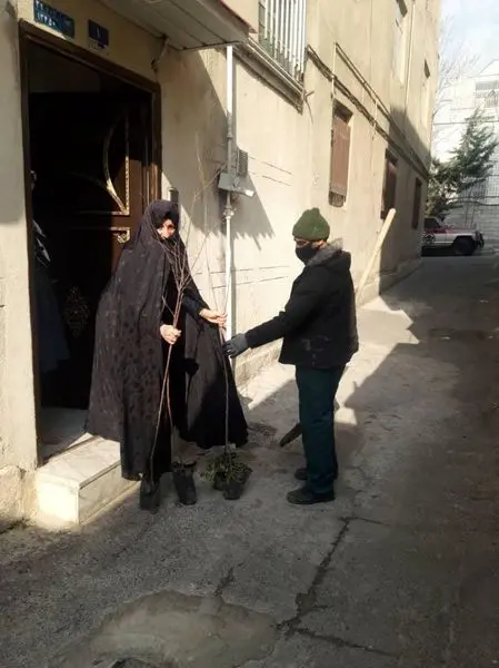 آغاز طرح کاشت نهال رایگان در باغچه منازل شهروندان منطقه 4