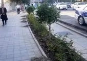 9124 متر مربع فرش گل در حاشیه بزرگراه های منطقه سه گسترده شد

