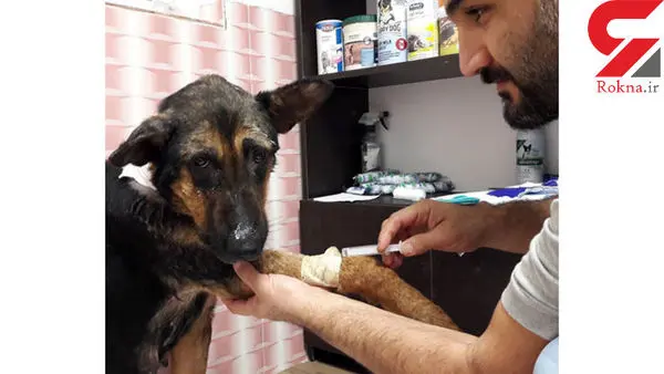 این مرد شکارچی حیوان آزارها است ! + عکس 