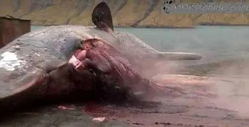 لحظاتی عجیب از منفجرشدن یک نهنگ +عکس