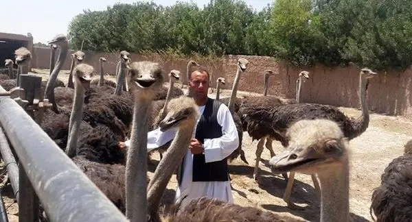 حمل شتر با پراید وانت! + عکس