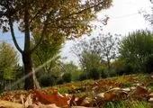 شهرداری تهران به دنبال کشتن حیوانات نیست

