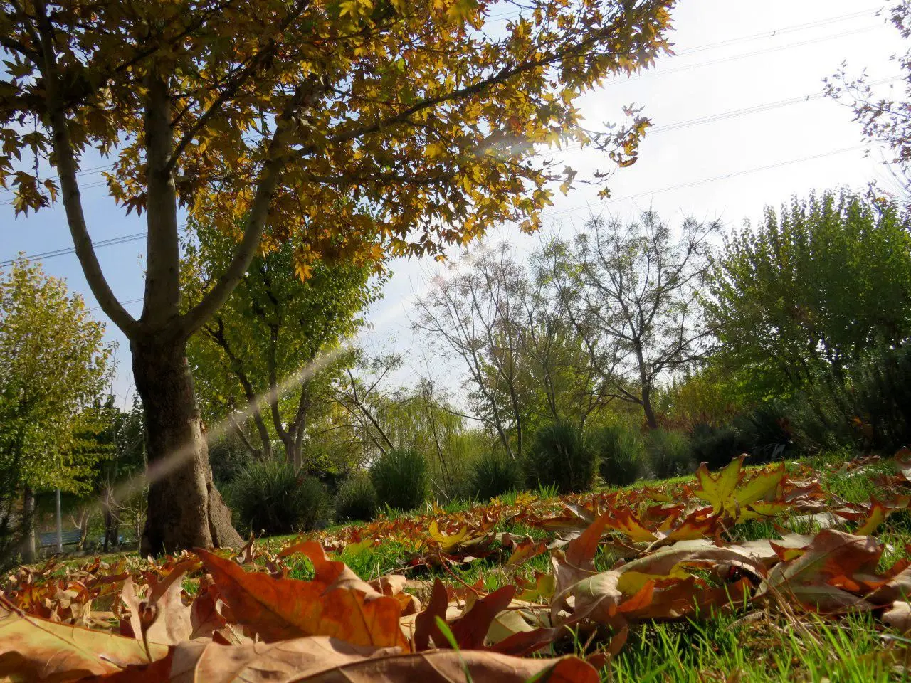 پاییزگردی دختران و بانوان شهر تهران در پردیس بانوان منطقه15

