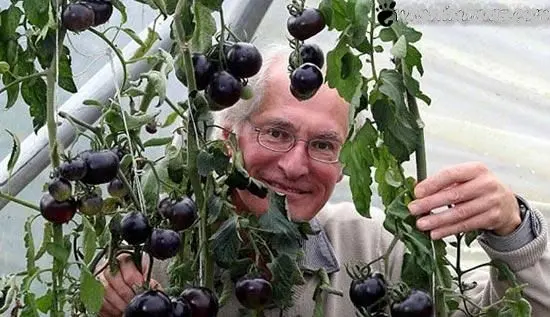 تاکنون گوجه فرنگی سیاه دیده اید؟ +عکس