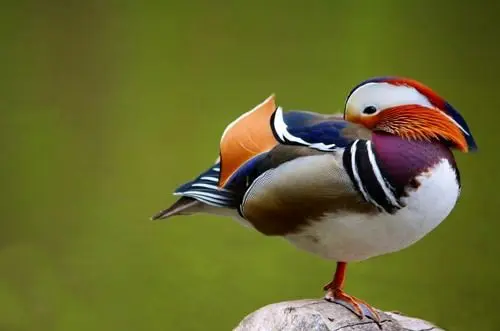 زیباترین مرغابی جهان+عکس