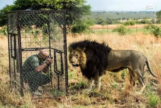 آب خوردن شیرها در شب +عکس