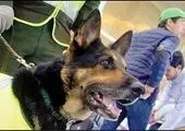 سگی که موجب دستگیری 200 قاچاقچی شد+عکس