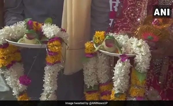 مراسم عجیب ازدواج دو قورباغه + عکس