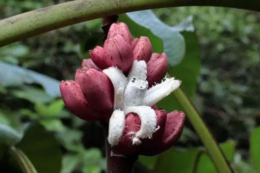 عجیب ترین میوه های جهان + عکس