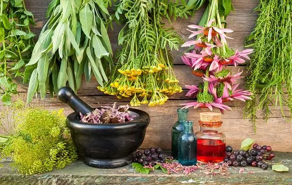 گفتگویی با امین زرقانی مدیر آشا ارگانیک تولیدکننده عصاره های گیاهان دارویی