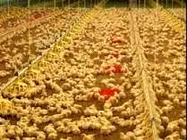 ۲ میلیون و ۸۰۰ هزار قطعه جوجه‌ ریزی ماهانه در استان مرکزی انجام می‌شود