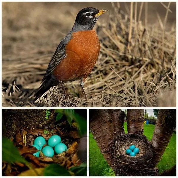 پرندگان در حال انقراض +تصاویر