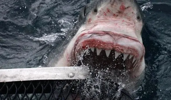 لحظه وحشتناک حمله کوسه غول پیکر به عکاس +تصاویر