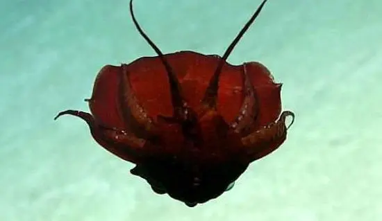 موجودات عجیب در عمق ۱۵۰۰ متری دریا+تصاویر