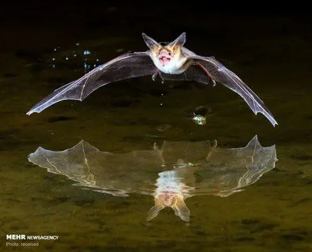 انعکاس تصویر حیوانات در آب + عکس