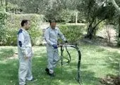 آغاز هرس ۶۰ هزار اصله درخت در معابر و بوستان های مرکز شهر تهران