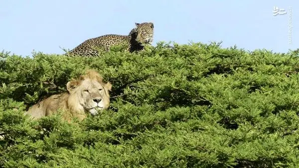 تصویری جالب از شیر و پلنگ بالای درخت + عکس