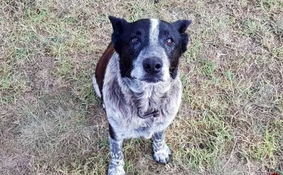 کشف ۴کیلو موادمخدر توسط سگ موادیاب +عکس