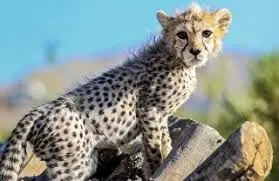 آخرین وضعیت «پیروز» در تهران سرد