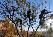 چراغ های راهنمایی و رانندگی معابر منطقه 19 با رفع نواقص بهسازی و نوسازی شدند

