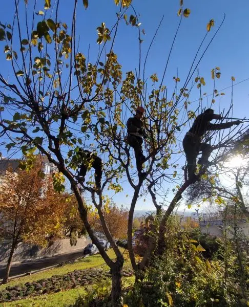 بازپیرایی پاییزی فضاهای سبز منطقه یک 