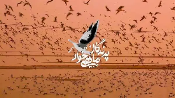 تماشای «پرندگان ماهی خوار» از شبکه سحر

