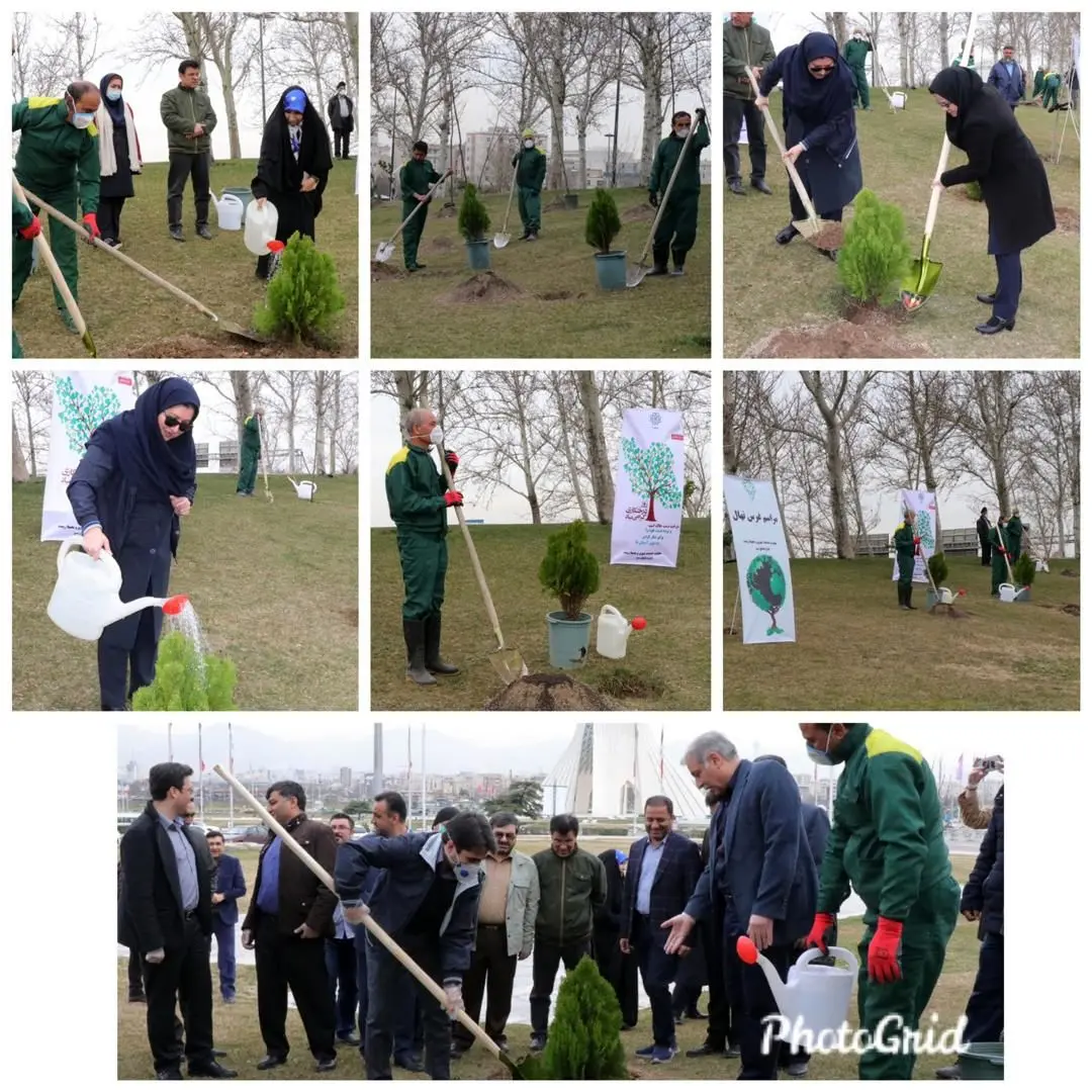 "کاشت ۱۷ هزار اصله نهال در منطقه۹"

