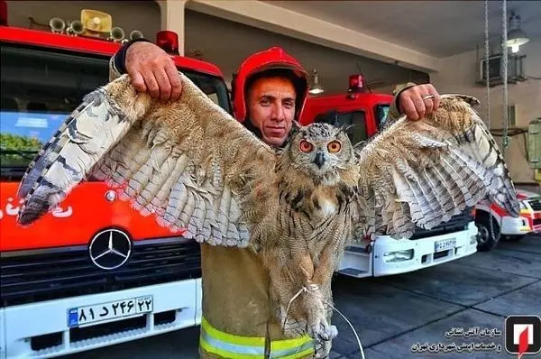 ورود عقاب غول پیکر به ساختمان مسکونی در سعادت آباد+عکس