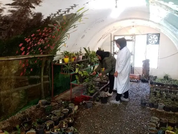 راه اندازی اولین سایت پرورش نشاء و گیاهان آپارتمانی در بوستان بانوان منطقه 19

