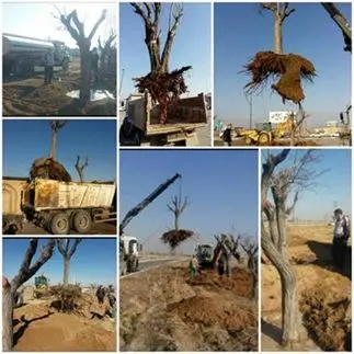 درختان واقع در میدان امام خمینی(ره)، به میدان امام حسن(ع) انتقال داده شدند

