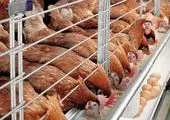 بازار تخم‌مرغ سال دیگر متعادل می‌شود