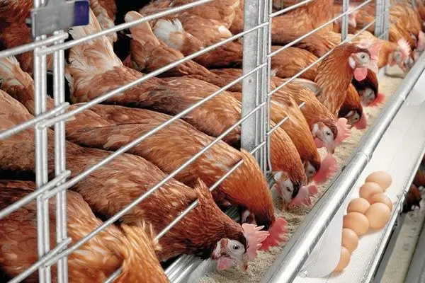 پرداخت ۳۰ درصدی بیمه درد ورشکستگان را دوا نمیکند/ برای جوجه ریزی نه پول داریم و نه انگیزه