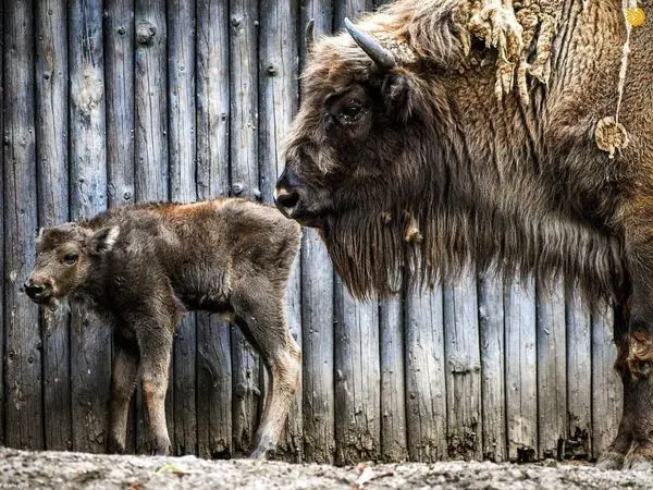 یک گاومیش تازه متولد شده در آلمان+عکس