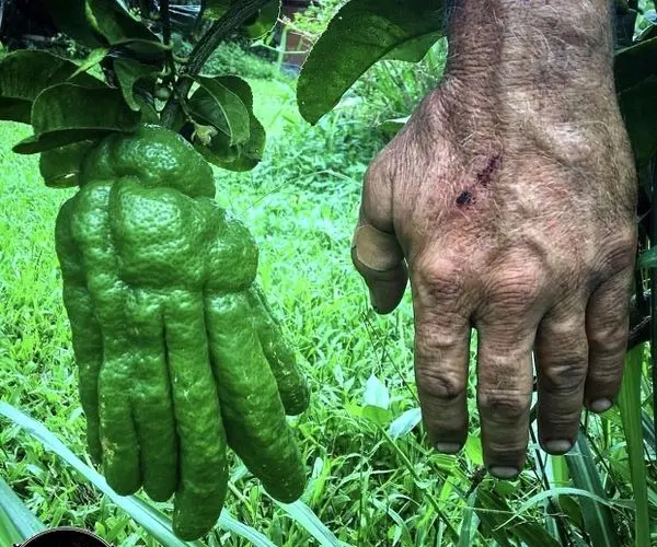 رشد یک نارنگی به شکل دست انسان!+عکس
