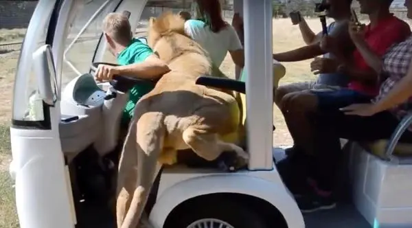 ورود ناگهانی شیر به خودروی گردشگران! + عکس