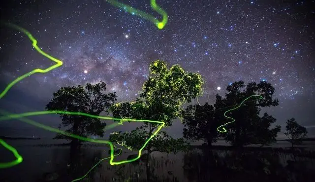 حرکت بی نظیر کرم شب تاب +عکس
